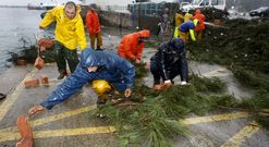 Las labores de preparaci�n de los �racimos� de hojas de pino se desarrollaron en Tragove. 