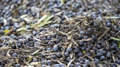 La cosecha de aceituna ha sido buena, pero se espera�una todav�a mejor