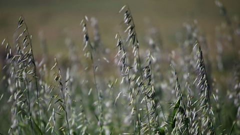 Plantaci�n de avea moura