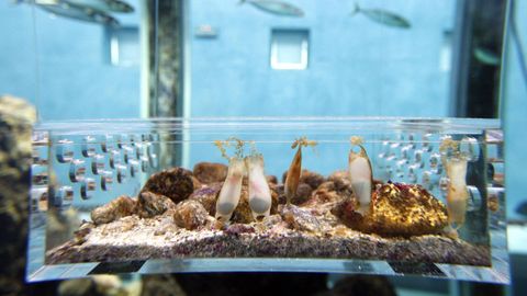 Aquarium of the Museo do Mar, in Vigo.