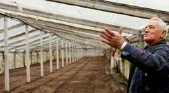 Domingos Mart�nez, el pasado jueves en uno de los invernaderos sin plantar que trabaja la explotaci�n de <span lang= gl >Pementos </span>Evangelina.