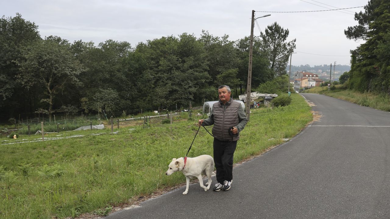 Una jabalí, vecina «mansiña» pero indeseada de Teo que daña cultivos y cruza tranquila la N-550