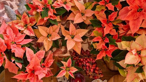 Las poinsettias se pueden encontrar en muchos m&aacute;s colores que el rojo, por eso son una opci&oacute;n muy buena para las decoraciones de oto&ntilde;o