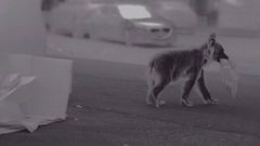 Programa De Radioseguimiento De Osos Pardos Habituados en Asturias