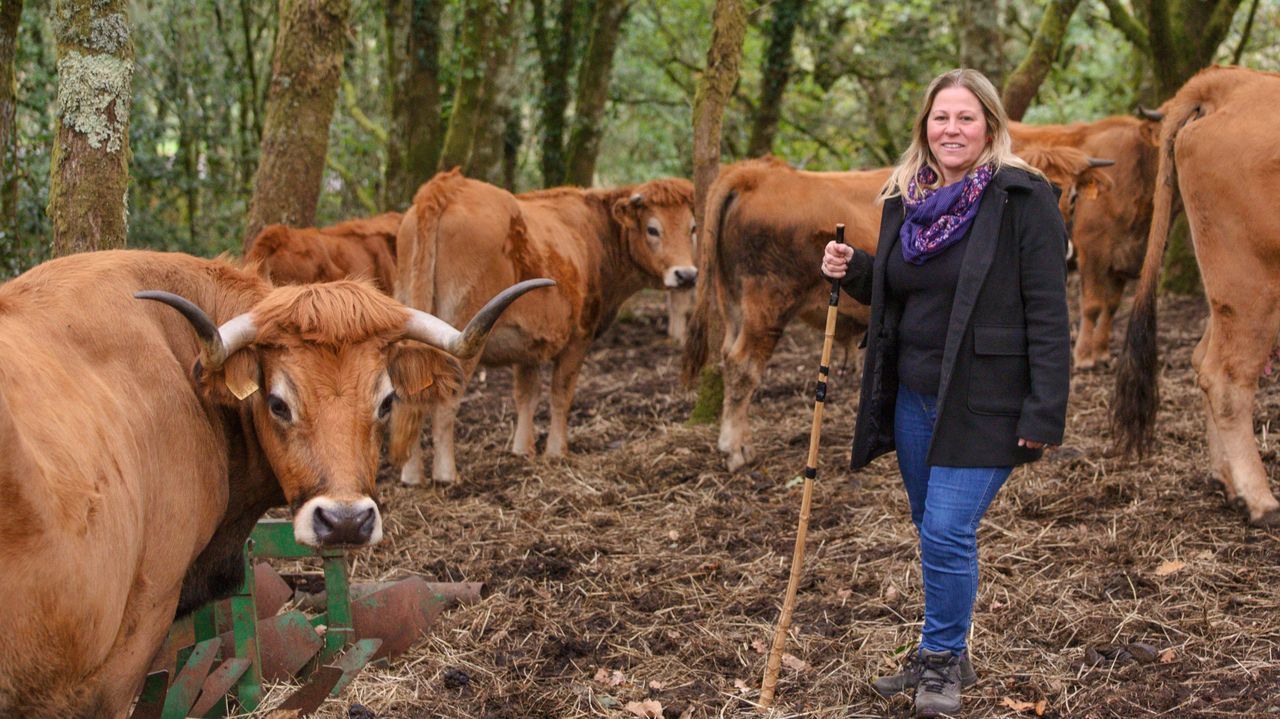 Las vacas con flequillo de Elena que tienen a raya la maleza en los montes de Pedre