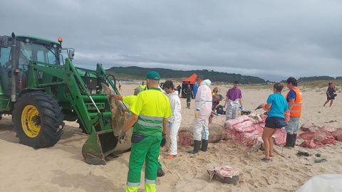 Retirada de los restos del tiburn peregrino
