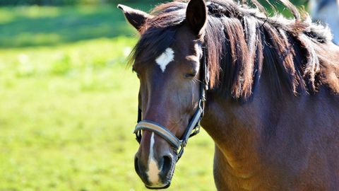 caballo