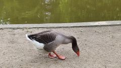 La oca Lola en la charca del Monte dos Pozos, antes de su desaparici�n.