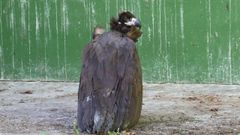 El animal se recupera ya en un espacio de vuelo intermedio