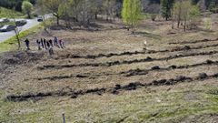 Plantación del bosque Acuña