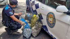 Almeja decomisada por la Polic�a Local de Poio