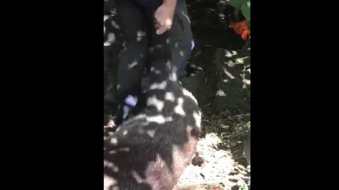 Lanzan animales muertos al r�o