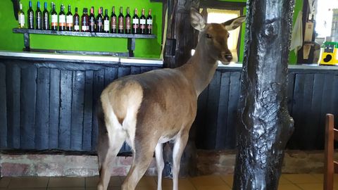 Ciervo dentro del bar