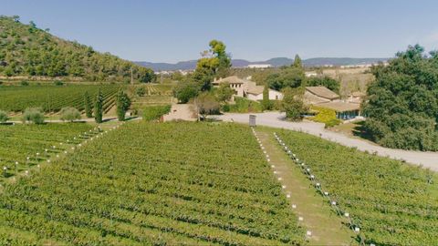 El vi�edo experimental de variedades recuperadas de Familia Torres, en Mas Rabell, en el Pened�s