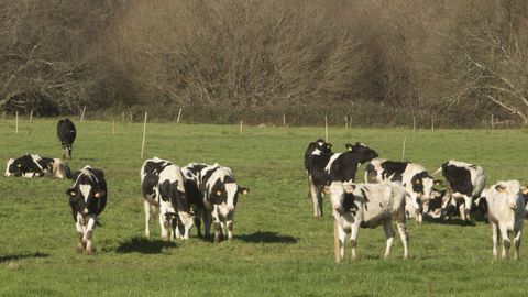 Imagen de archivo de un prado con vacas pastando
