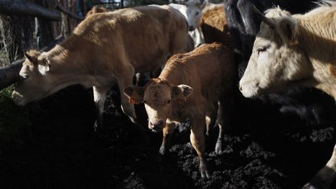 Saneamiento de ganado vacuno en los montes de Quireza, en Cerdedo-Cotobade.