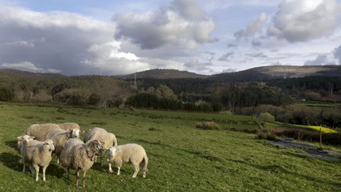 Al fondo, la ladera del monte en la que est previsto el polgono agroforestal