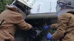 Los bomberos del parque de Boiro fueron los encargados de retirar el nido de velutinas que protagonizaron el ataque a un vecino de Rianxo