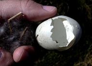 El vis�n afecta a las puestas de especies como el �nade real.