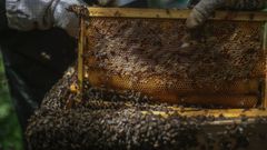 La Xunta segura que los beneficiarios de las ayudas al sector ap�cola gallego se han triplicado en los �ltimos a�os