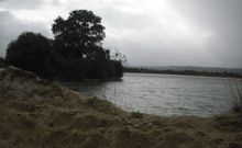 Las especies for�neas afectan a las aut�ctonas en la zona de Sandi�s. 