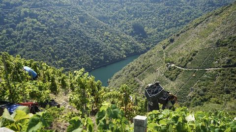 Los viedos en bancales y los caones del Sil son dos de las imagnes icnicas de la Ribeira Sacra