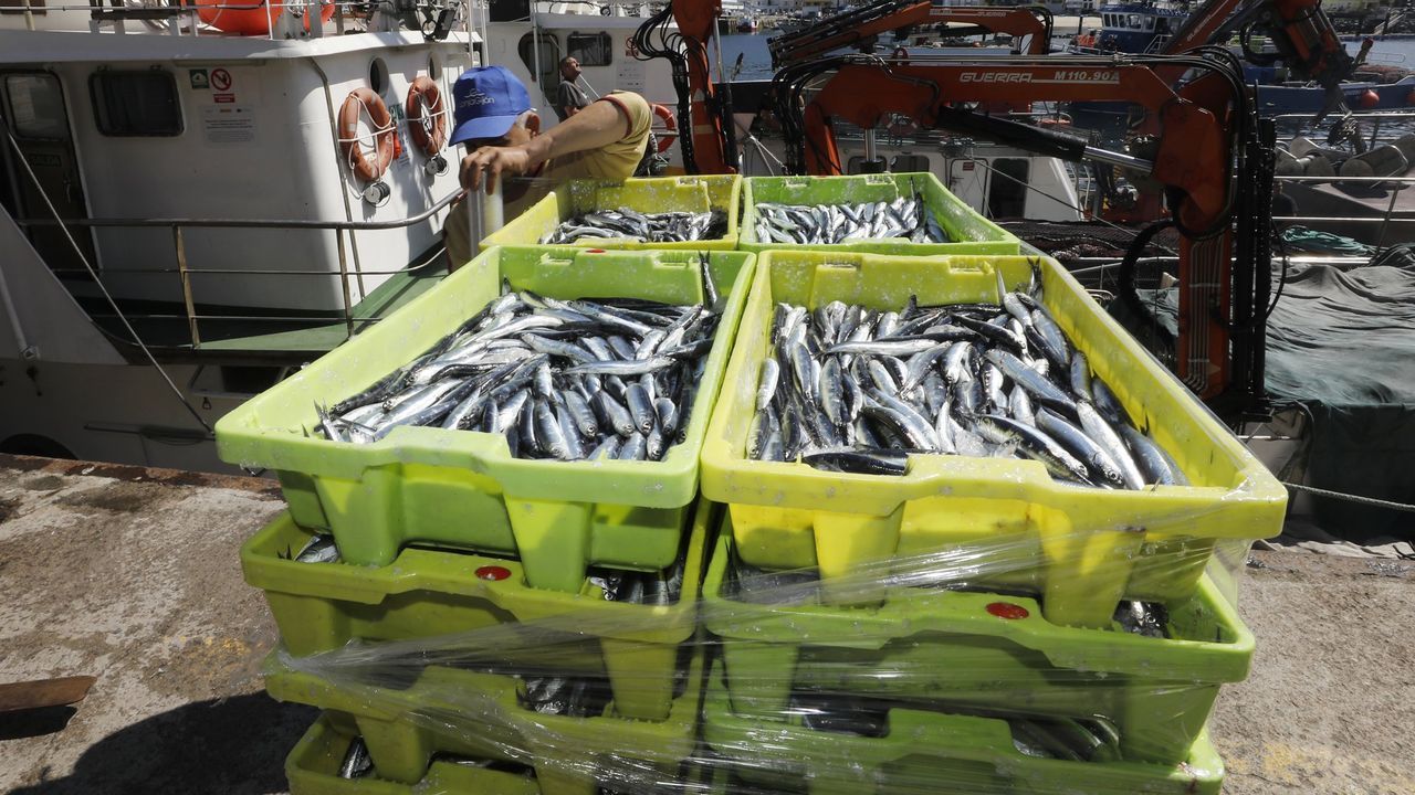 El cerco ha consumido en un mes el 75 % de cupo de bocarte para todo el año