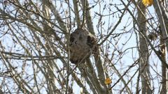 Las velutinas devoran cinco colmenas de un apicultor de Cabana