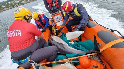 Tres de los quince delfines tuvieron que ser traslados en embarcaciones a la zona del puerto de exterior