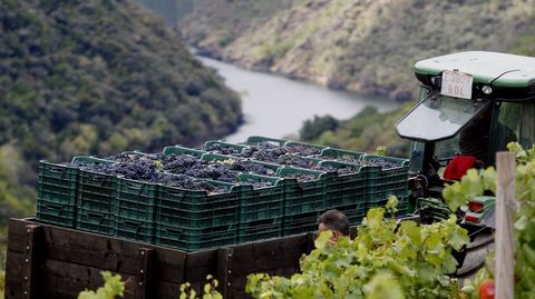 Vendimia, la pasada campa�a en un vi�edo de la ribera de Vilach� de Salvadur