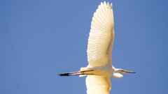 Garceta grande, una de las especies que pierde protagonismo