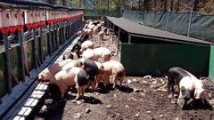 El Concello de Ribeira de Piqu�n apost� por la cr�a de porco celta en la Fundaci�n TerrEO