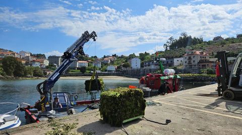 Descarga de pacas de algas retiradas de los bancos marisqueros por el barco de la lonja de Campelo