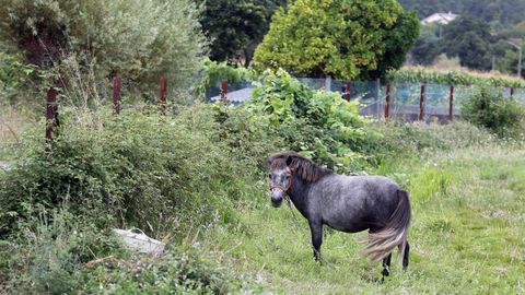 Una finca en Catoira