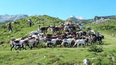 Rebao de cabras del ganadero Enrique Remis