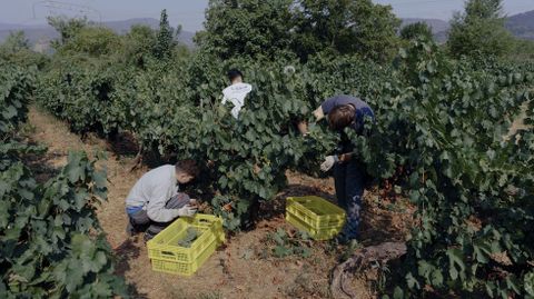 Foto del primer da de vendimia en Valdeorras, el pasado 21 de agosto.