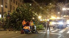 En enero del 2016, un rbol cay sobre una mujer en O Burgo. Fue indemnizada con 4.000 euros.