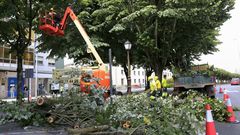 La tala de los rboles que suponen un riesgo para la ciudadana comenz ayer. Los que han de talarse estn marcados con un nmero