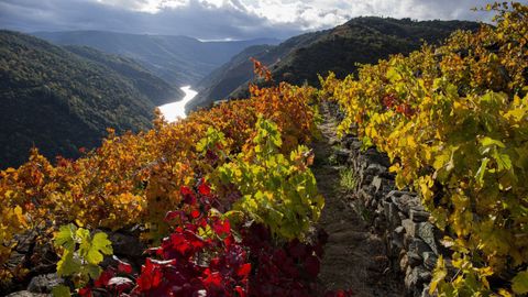 Las jornadas abiertas de la Ruta do Vio llegarn a la Ribeira Sacra este fin de semana.