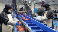 Trabajadoras de Profand en la l�nea de producci�n de pulpo, en imagen de archivo