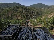 <span lang= es-es >Cosecha voluminosa</span>. La producci�n de uva se sit�a este a�o por encima de seis millones de kilos, cifra que solo se hab�a alcanzado en otra ocasi�n. En la foto, vendimia en Peza do Rei. 