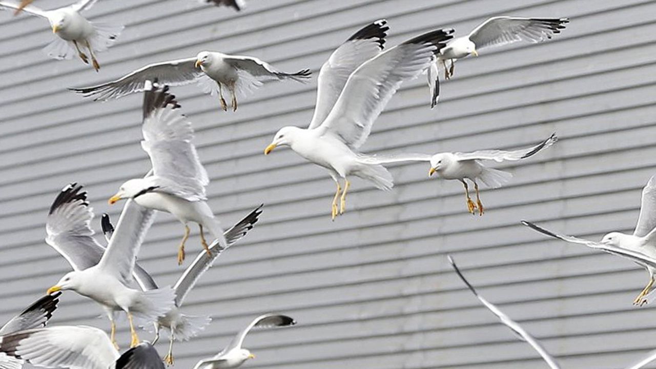 Un busardo ratonero, dos gaviotas patiamarillas y una gaviota sombría, los primeros casos de gripe aviar detectados en Galicia en el 2026