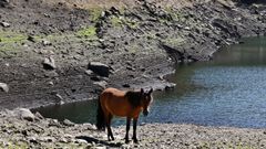 Un caballo se paseaba hoy por la presa de Ba��a, que est� a un tercio de su capacidad
