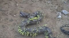 El calvario de una boa tras el ataque de un puercoesp�n en Brasil