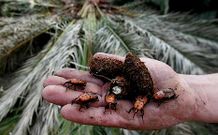 Las larvas del escarabajo rojo excavan galer�as en las hojas y acaban matando el �rbol