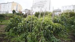 En las huertas de Burela siguen sin poder plantarse patatas
