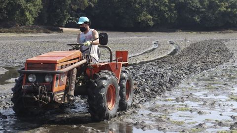 El tractor remueve el sedimento para facilitar la fijaci�n de la cr�a de almeja