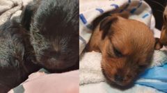 Estado de uno de los cachorros abandonados
