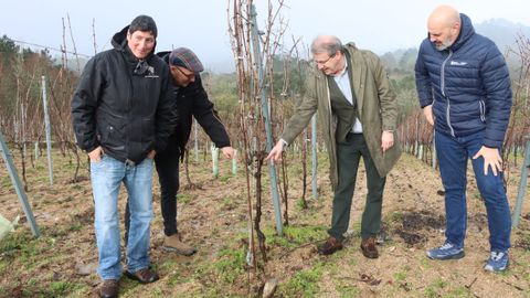 Visita a la bodega Fernando Cibeira, en Beade, de la DO Ribeiro, una de las beneficiarias de ayudas de la Xunta para reconversi�n de vi�as.