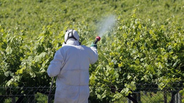 Un reciente estudio aborda la huella de los fitosanitarios en los vi�edos de Galicia